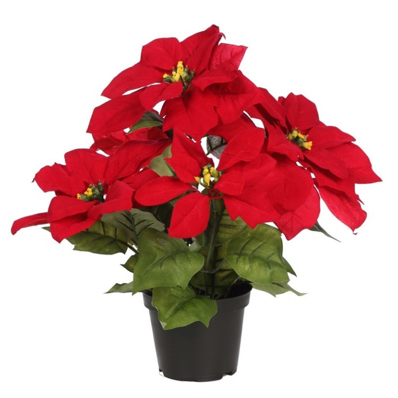 Pascuero Poinsettia NAVIDAD | Cash Borosa